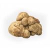 FRESH WHITE TRUFFLE